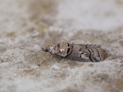 g10/62/962762/3/167975800.eF8rOsJX.jpg