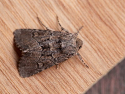 Gewone grasuil / Flounced Rustic / Luperina testacea