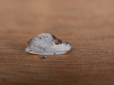Witte eenstaart / Chinese Character / Cilix glaucata