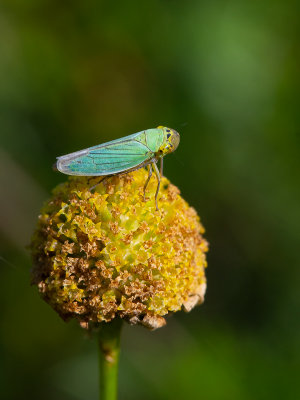 Groene rietcicade / Green Leafhoppers / Cicadella viridis