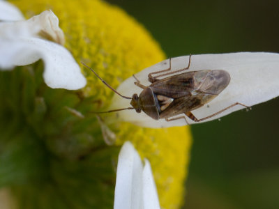 Behaarde schaduwwants / European Tarnished Plant Bug / Lygus rugulipennis
