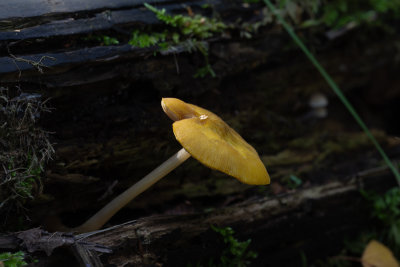 Pluteus leoninus / Goudgele hertenzwam / Lion shield