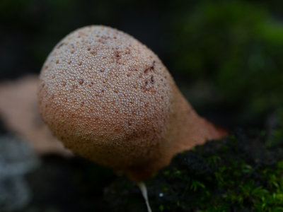 Fistulina hepatica / Biefstukzwam / Ox tongue