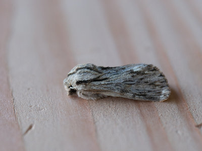 Kromzitter / Sprawler / Asteroscopus sphinx