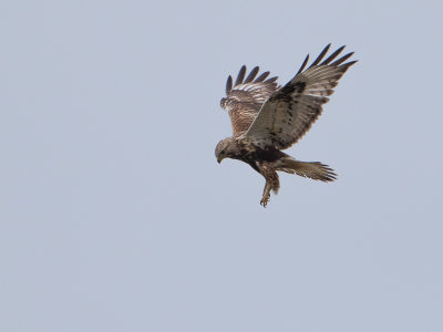 Ruigpootbuizerd / Rough-legged Buzzard / Buteo lagopus