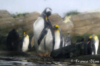 Pinguins - door een natte ruit gefotografeerd