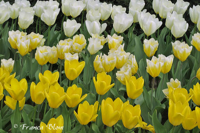 Tulpen van wit naar geel