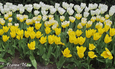 Tulpen van wit naar geel