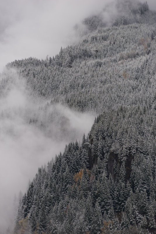 Clouds and Trees