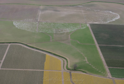 Daffodils and Snow Geese
