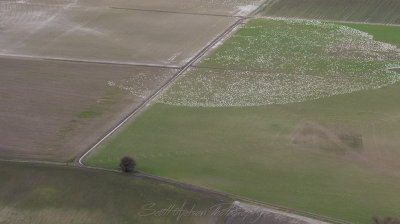 Snow Geese