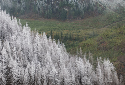Frosted Trees and Valley