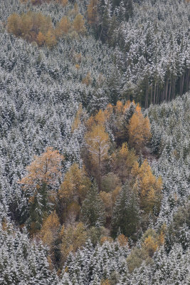 Gold Trees South of Monroe