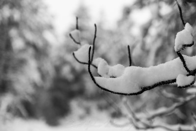Pine Branch and Snow