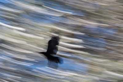Raven Abstract
