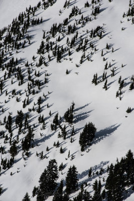Tree Shadows on Snowking Mountain