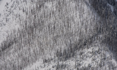 Tree Skeletons between Rimrock Ridge and Agnes Mountain