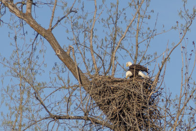 Kootenai Wildlife Refuge