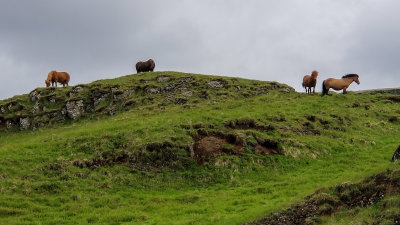 Icelandic Horses on ridge near Flir