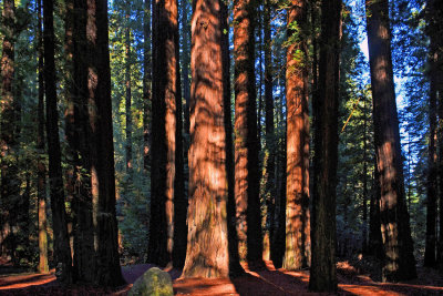 Redwoods National and State Parks, 2019, 2015, 2008