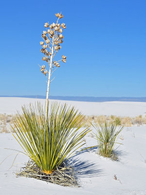 White Sands National Monument/Park, March 2017