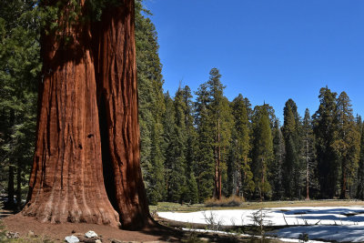Sequoia  California, Apr 2016