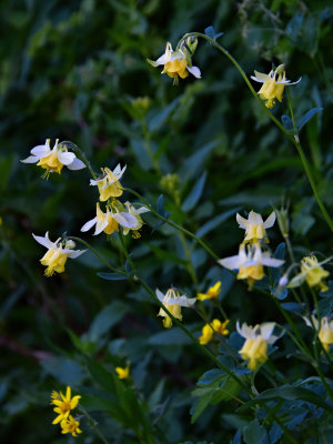 J72_7432p.jpg