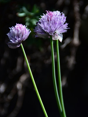 J72_7601p.jpg