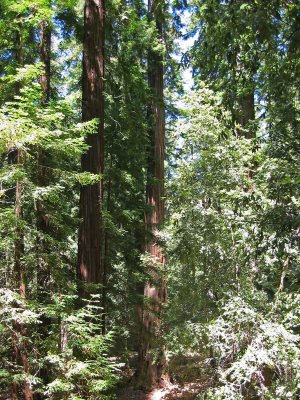 BigBasin16p.jpg