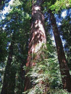 Henry Cowell Redwoods State Park, California, August 2002