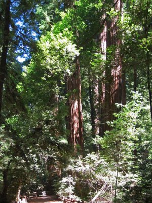 Cowell Redwood_4p.jpg