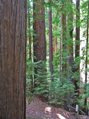 Pfeiffer-BigSur_14p.jpg