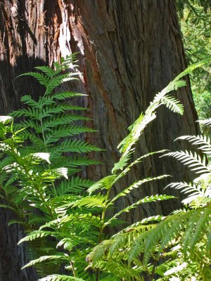 Pfeiffer-BigSur_19p.jpg