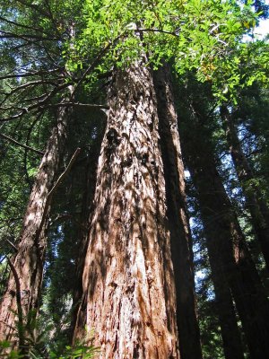 Pfeiffer Big Sur State Park, California, August 2002