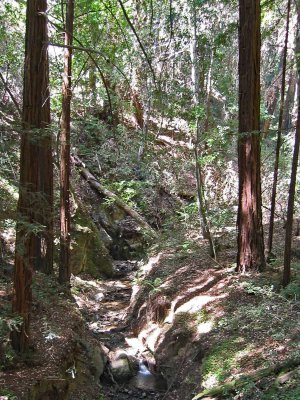 Pfeiffer-BigSur_4p.jpg