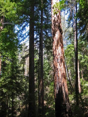 Pfeiffer-BigSur_6p.jpg