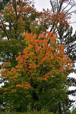 JT5_0409p.jpg