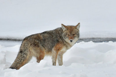 Yellowstone National Park, Feb 2018