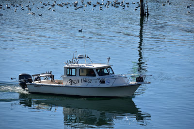 First Day Whale Cruise at Sitka