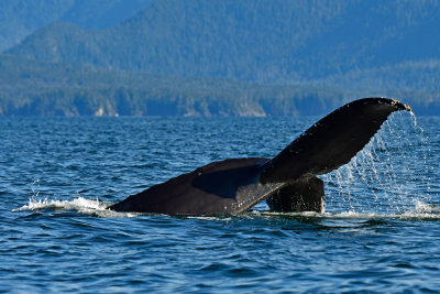Second Day Whale Cruise at Sitka