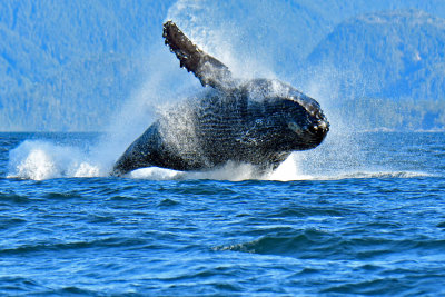 Third Day Whale Cruise at Sitka