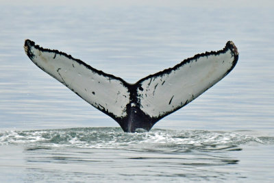 Fourth Day Whale Cruise at Sitka