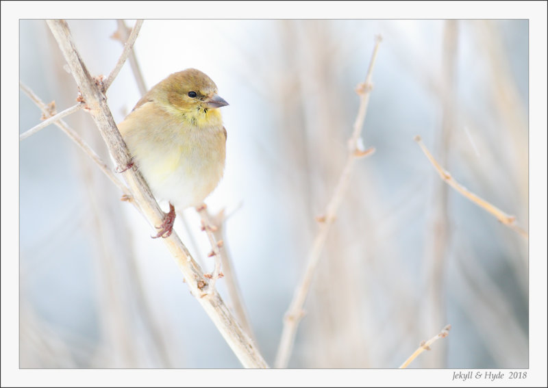 Mrs. Finch