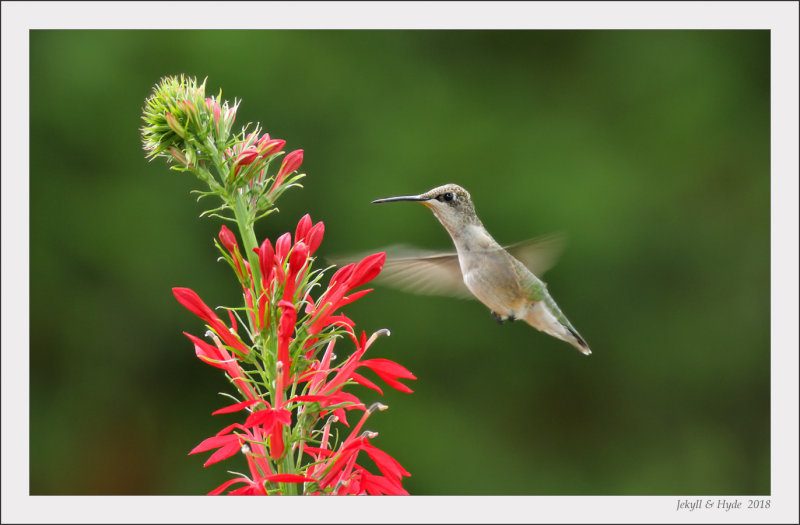 Hummer_6068