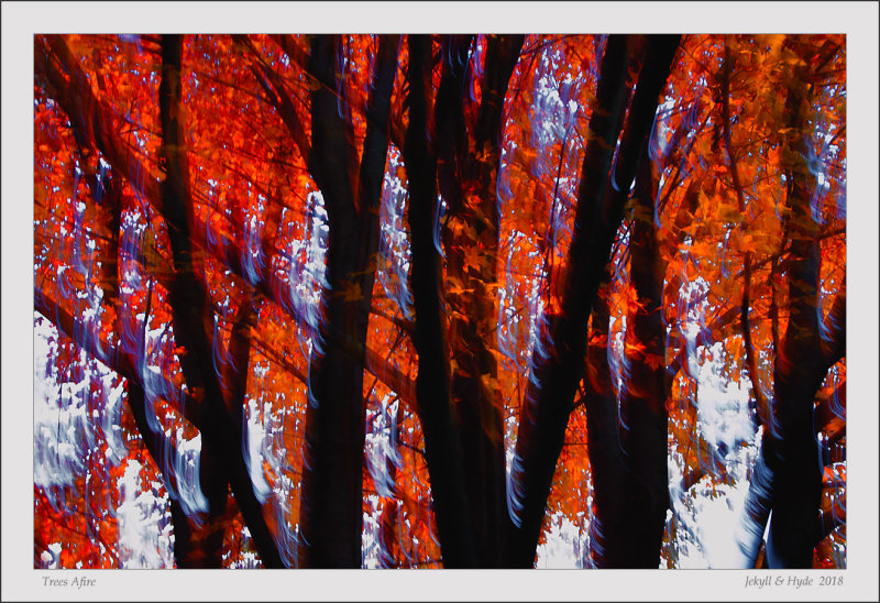 Trees Afire