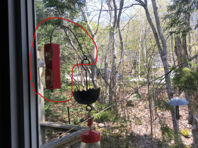 Hummingbird Feeder Window Bracket