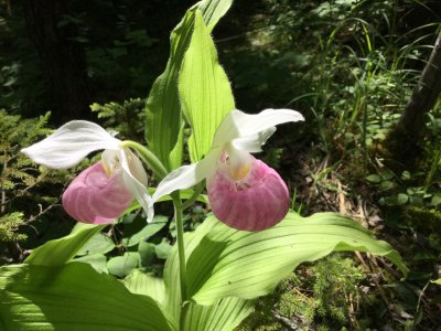 Showy Lady's-slippers