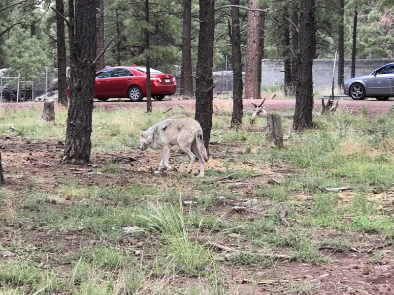 Arctic Wolf