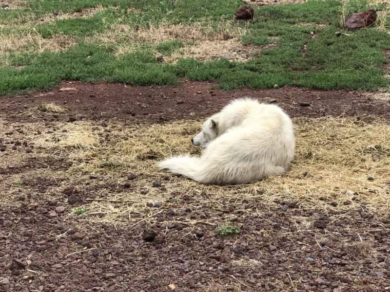 Tundra Wolf