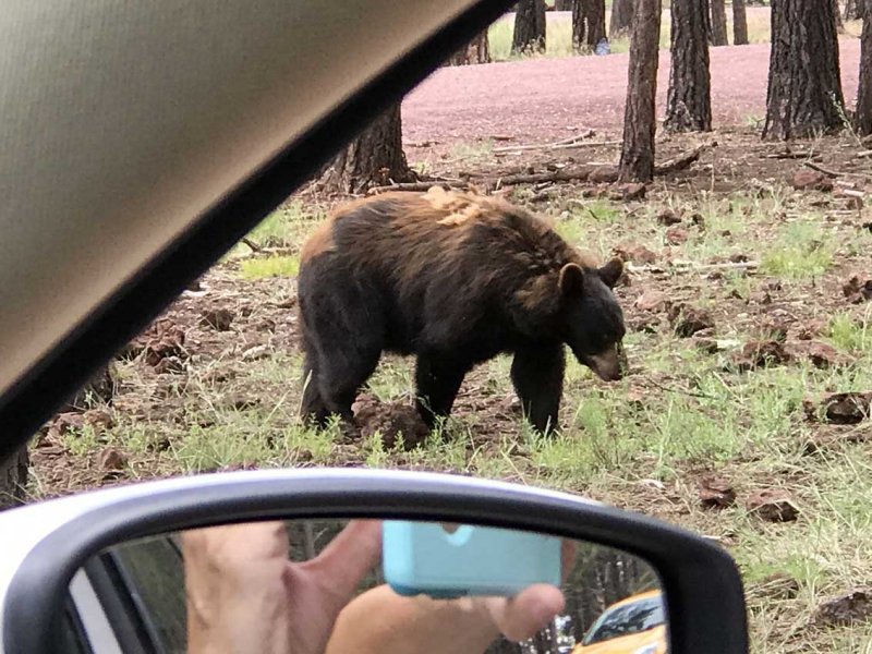 Brown Bear